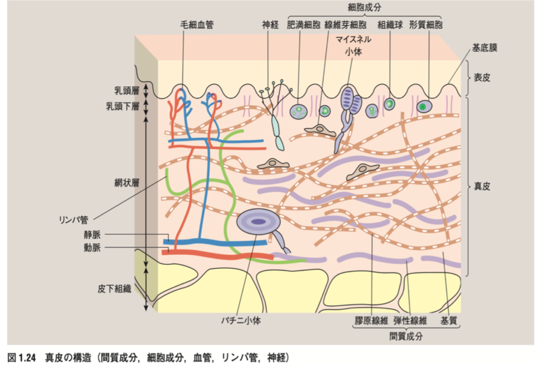 網状静脈はどのように治療されますか?