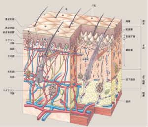 医療脱毛で知っておくべき皮膚の構造 6 医療脱毛で知っておくべき皮膚の構造