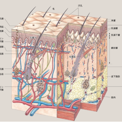 皮膚構造