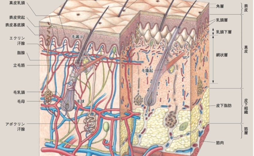 皮膚構造