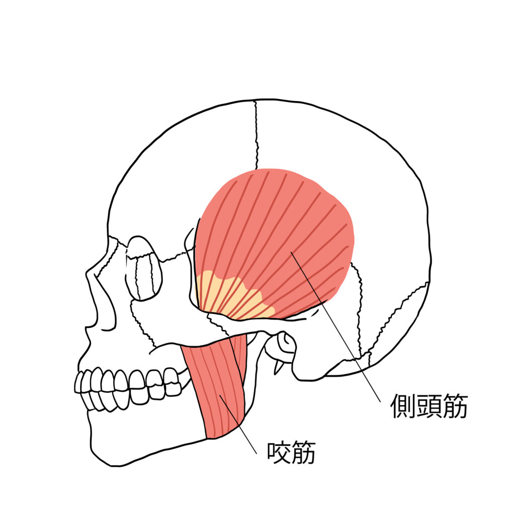 側頭筋・咬筋の解剖
