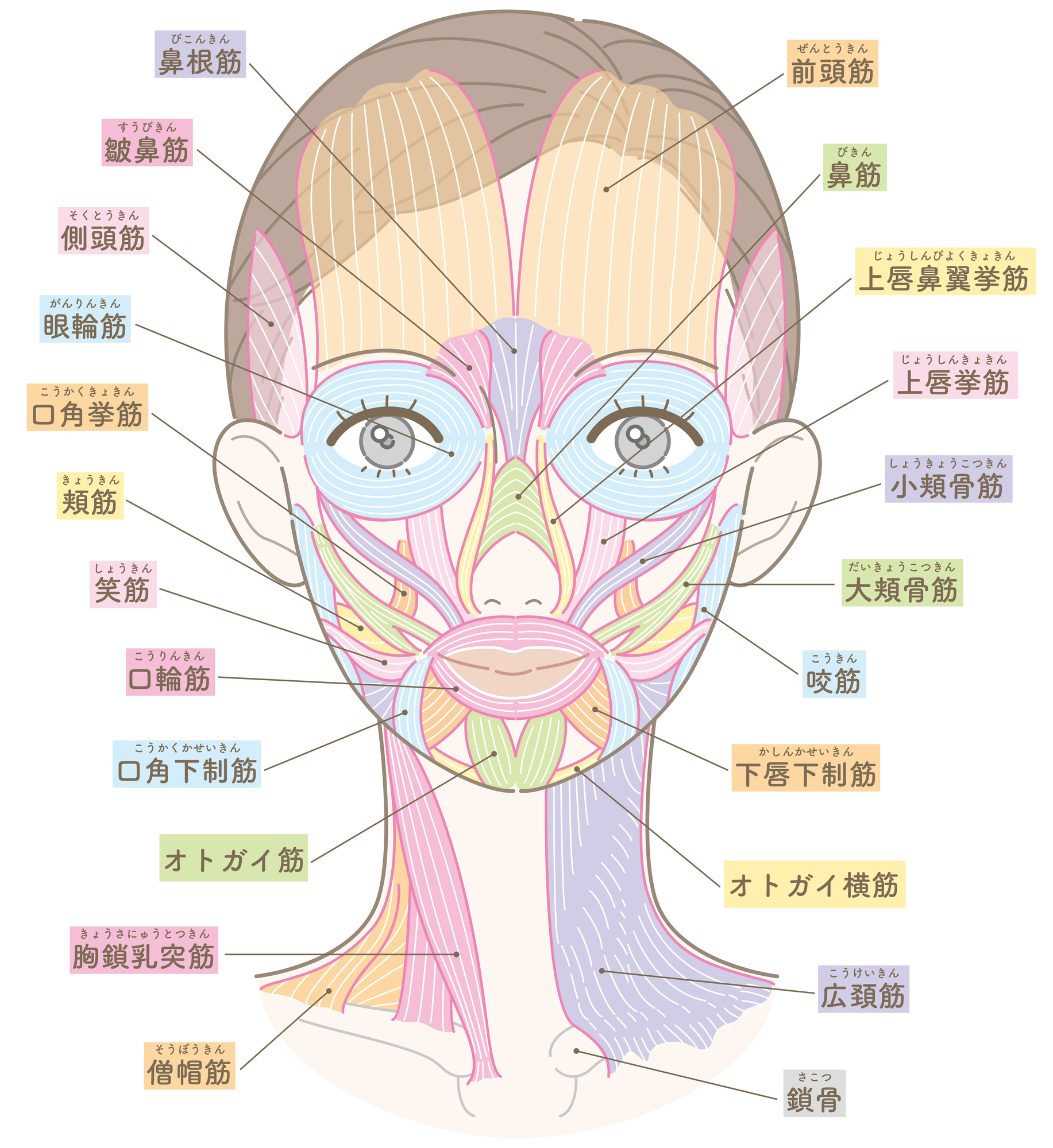 顔面筋肉解剖