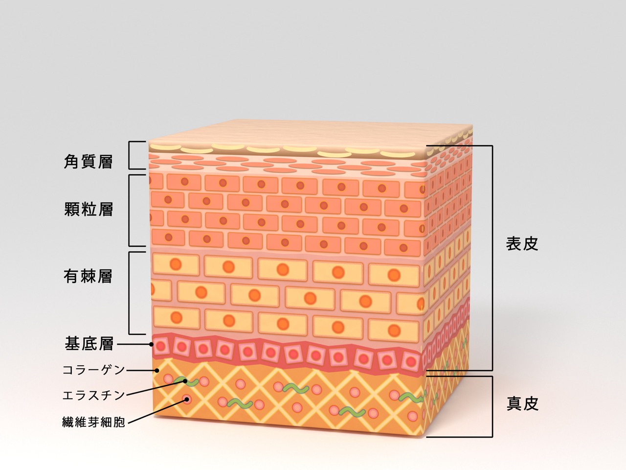 医療脱毛で知っておくべき皮膚の構造 3 妊婦や肥満の方が皮膚が伸びてたるみになるメカニズム