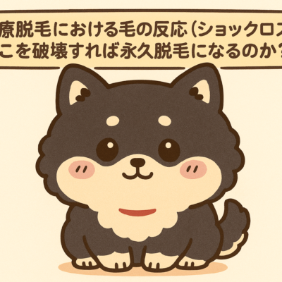 医療脱毛における毛の反応(ショックロス)と どこを破壊すれば永久脱毛になるのか? 9 医療脱毛とショックロス