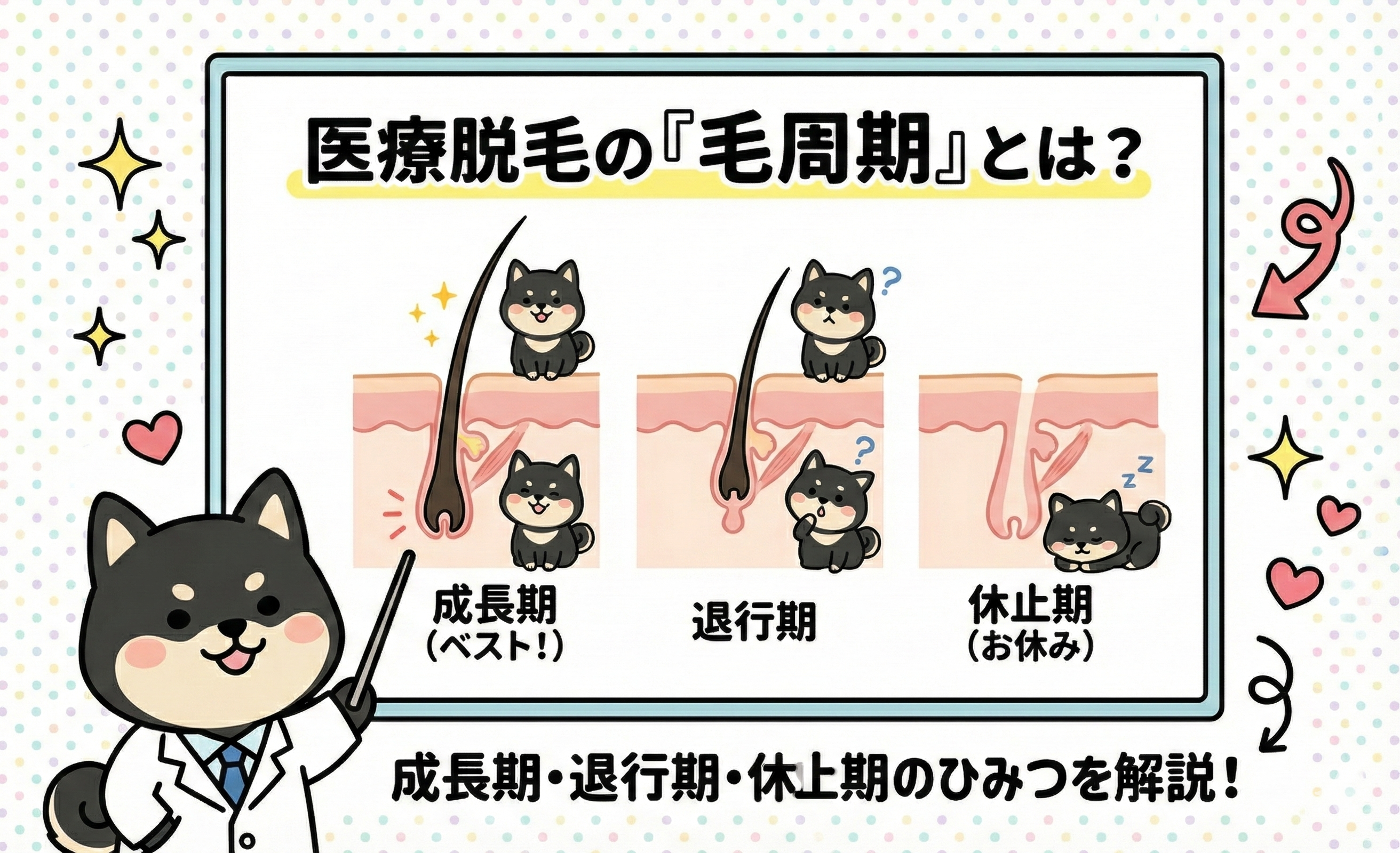 医療脱毛の「毛周期」とは?