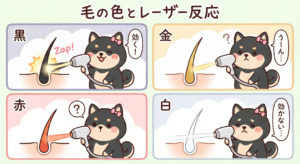 全身+VIOの医療脱毛ならレナトゥスクリニック 12 医療脱毛と毛質(毛の色・毛の太さ)の関係