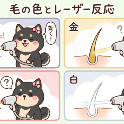 医療脱毛と毛質(毛の色・毛の太さ)の関係 17 「毛の色」とレーザー反応(黒・金・赤・白)