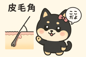 全身+VIOの医療脱毛ならレナトゥスクリニック 10 医療脱毛の部位による毛の違いと皮毛角