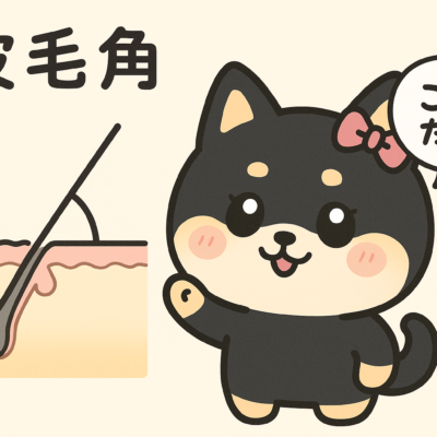 医療脱毛の部位による毛の違いと皮毛角 16 c02682d4946d9c427f733b3e65b69e1e