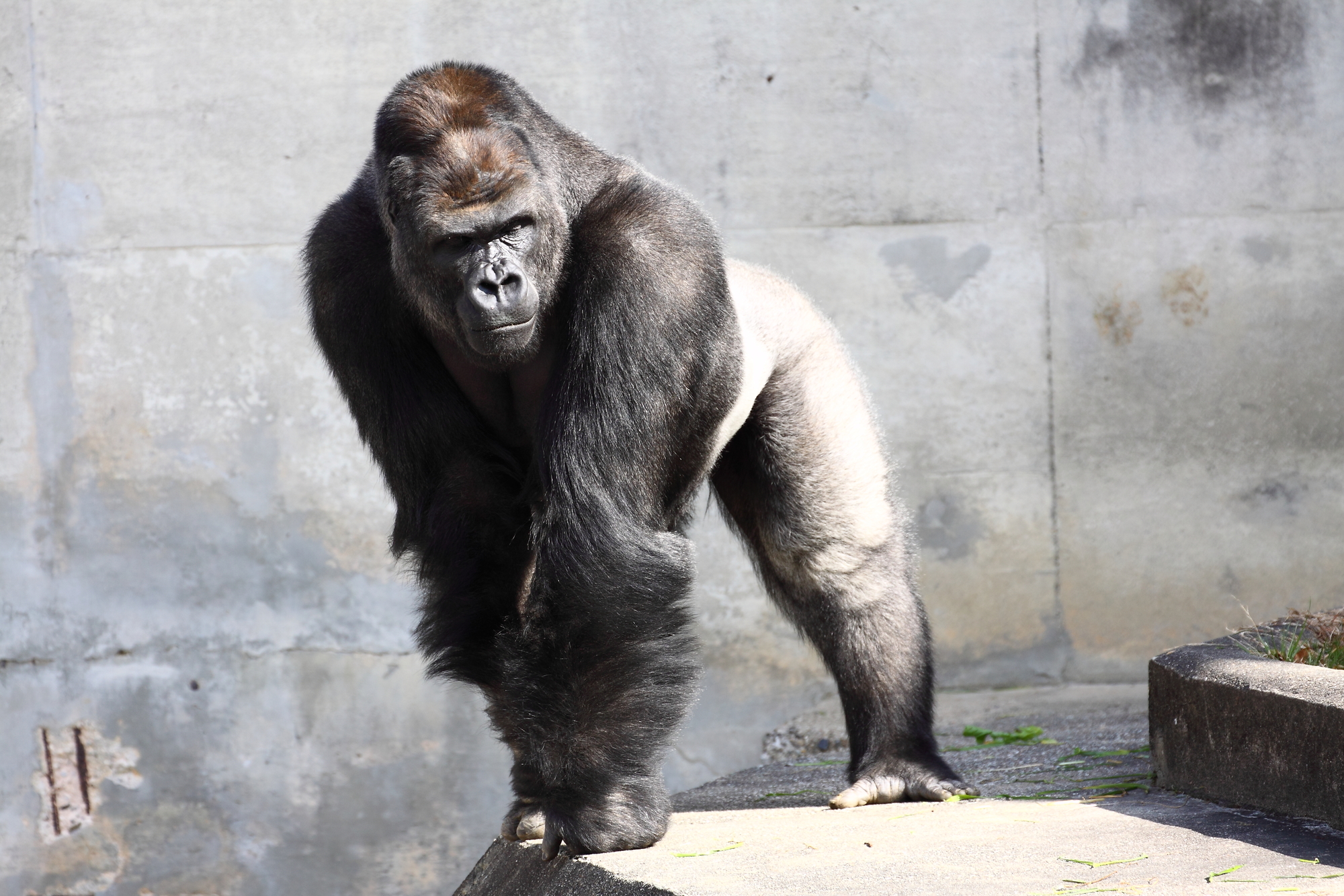 メンズ硬毛化医療脱毛